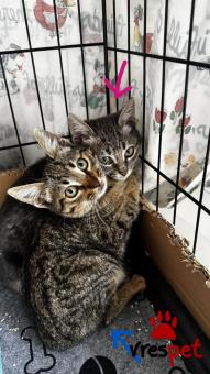 Ράτσα: Άγνωστο - Ημίαιμο | Ηλικία: 4 μηνών | Φύλο: Αρσενικό | Αρ. Microchip: - | Περιοχή: Αγ. Δημήτριος, Αττική